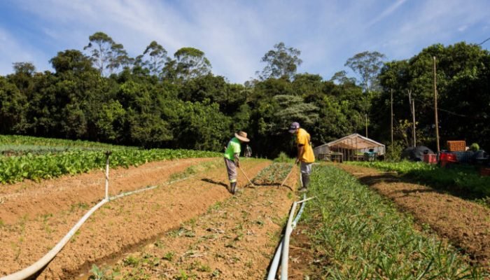 Produção agricola