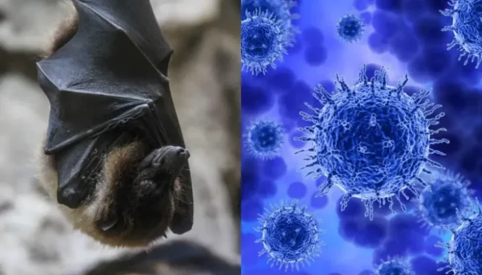 Virus Nipah