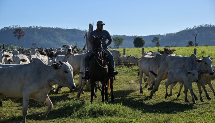 afp-20251013-67my8rl-v1-highres-climatecop30brazilunamazonforestfires