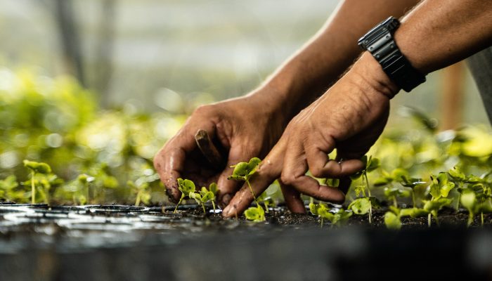 atlantic-forest-bahia-farm-ouro-verde-3