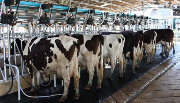 capa-queda-na-producao-leite