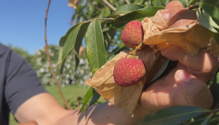 design-sem-nome-2025-11-04t102807.047