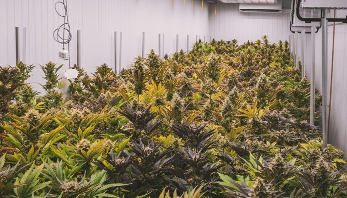 maconhaemvezdeopioides