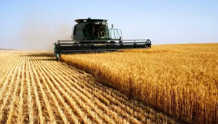 plantacao-de-trigo