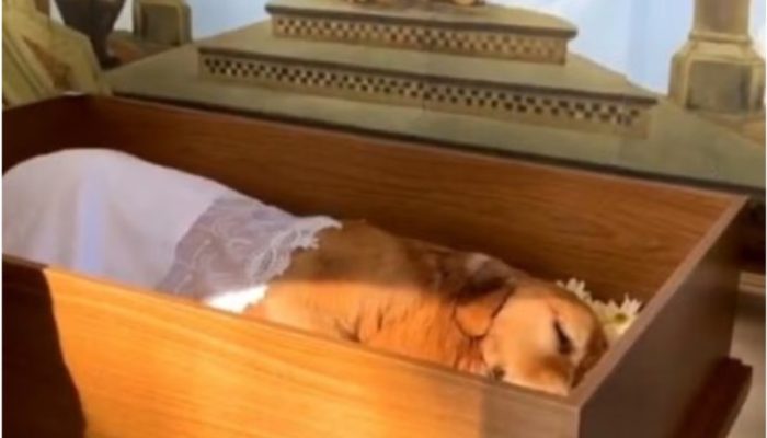 velorio-do-cao-joca-que-morreu-em-um-voo-aereo-em-2024-caso-ganhou-repercussao-na-epoca